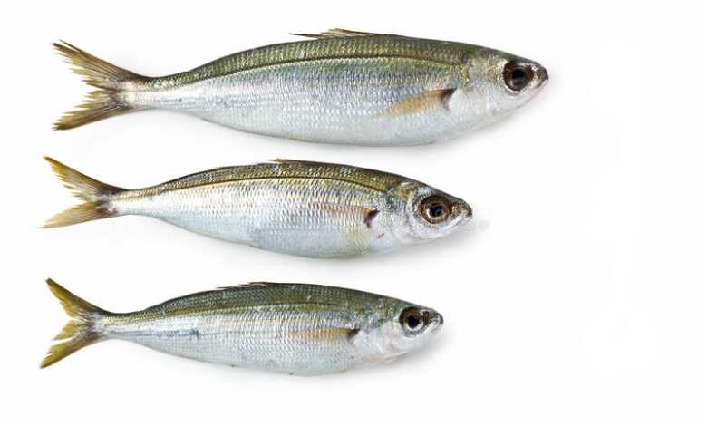 تقرير شامل عن الموزة في المنافذ التابعة لوزارة الزراعة اليوم 2026-03-16